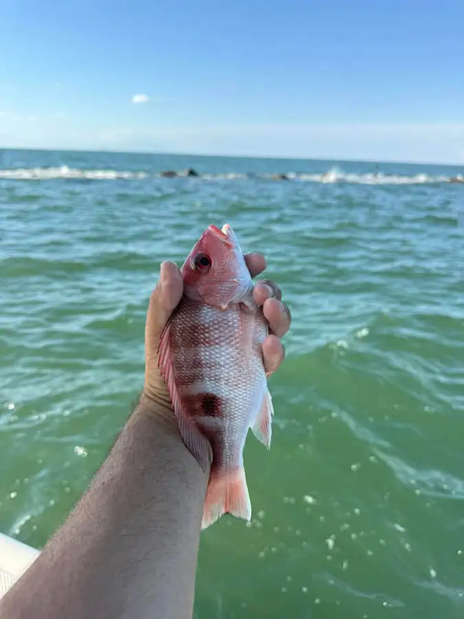 Island Adventure Charters, Galveston trip photo 6